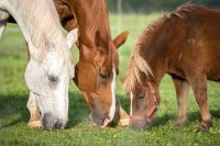Grafton Equine Bereavement Services