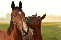 Grafton Equine Bereavement Services