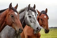 Grafton Equine Bereavement Services
