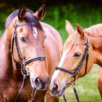 Grafton Equine Bereavement Services