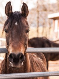 Grafton Equine Bereavement Services